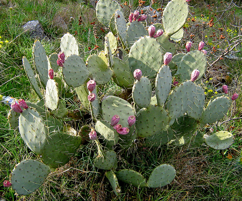 Image of genus Opuntia specimen.