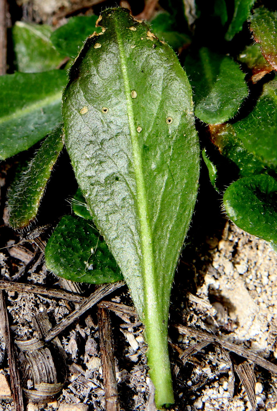 Изображение особи Arabis sagittata.