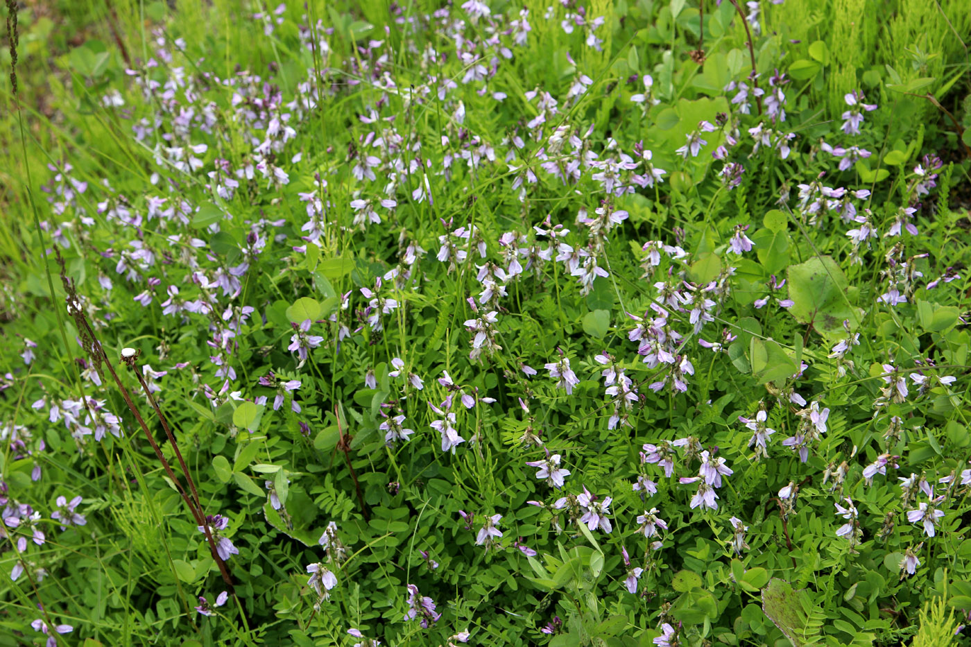 Image of Astragalus subpolaris specimen.