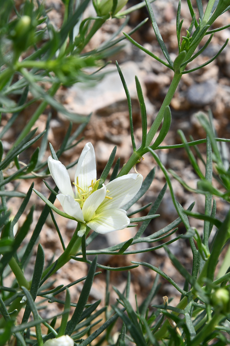 Image of Peganum harmala specimen.