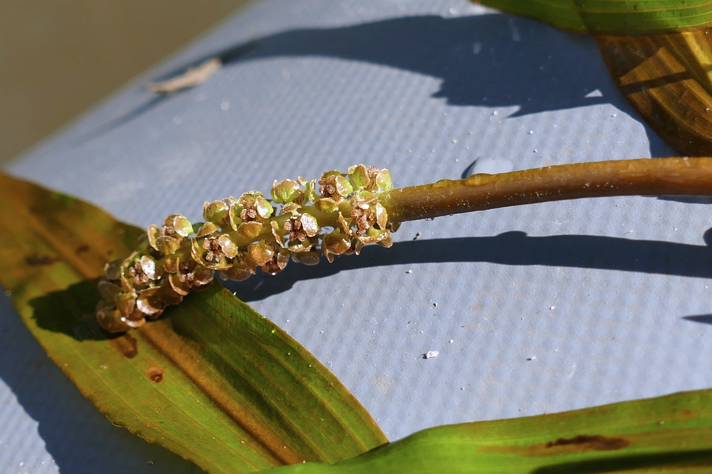 Изображение особи Potamogeton gramineus.