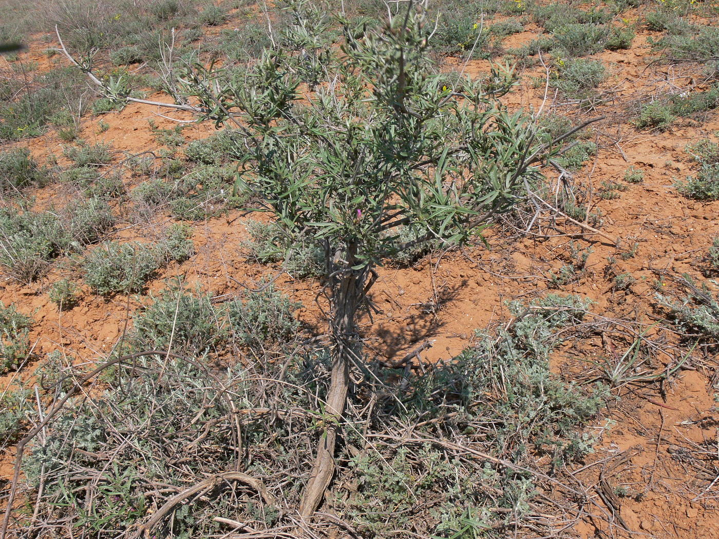 Image of Astragalus baeri specimen.