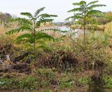 Ailanthus altissima. Молодые растения у оз. Сарпа. Волгоград, Красноармейский р-н, ул. Бутурлиновская 26.10.2025.