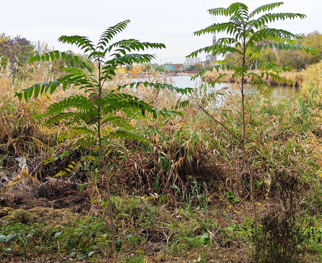 Изображение особи Ailanthus altissima.