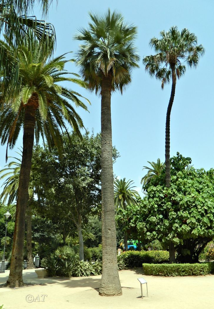 Изображение особи Brahea armata.