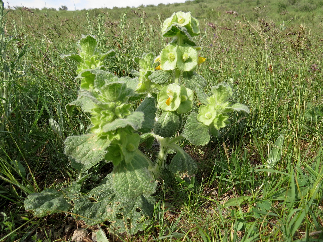 Image of Eremostachys isochila specimen.