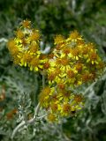 Senecio cineraria. Соцветие - метёлка желтых корзинок. Южный Берег Крыма, пос. Понизовка. Август 2004 г.