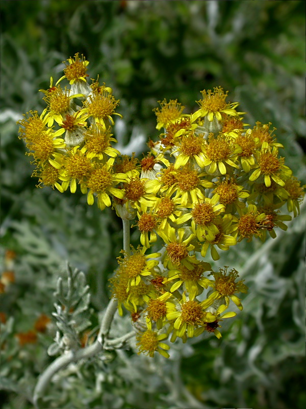 Image of Senecio cineraria specimen.