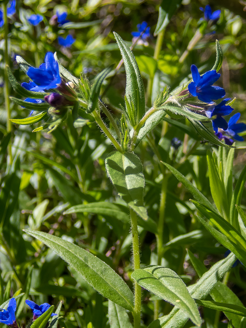 Изображение особи Aegonychon purpurocaeruleum.