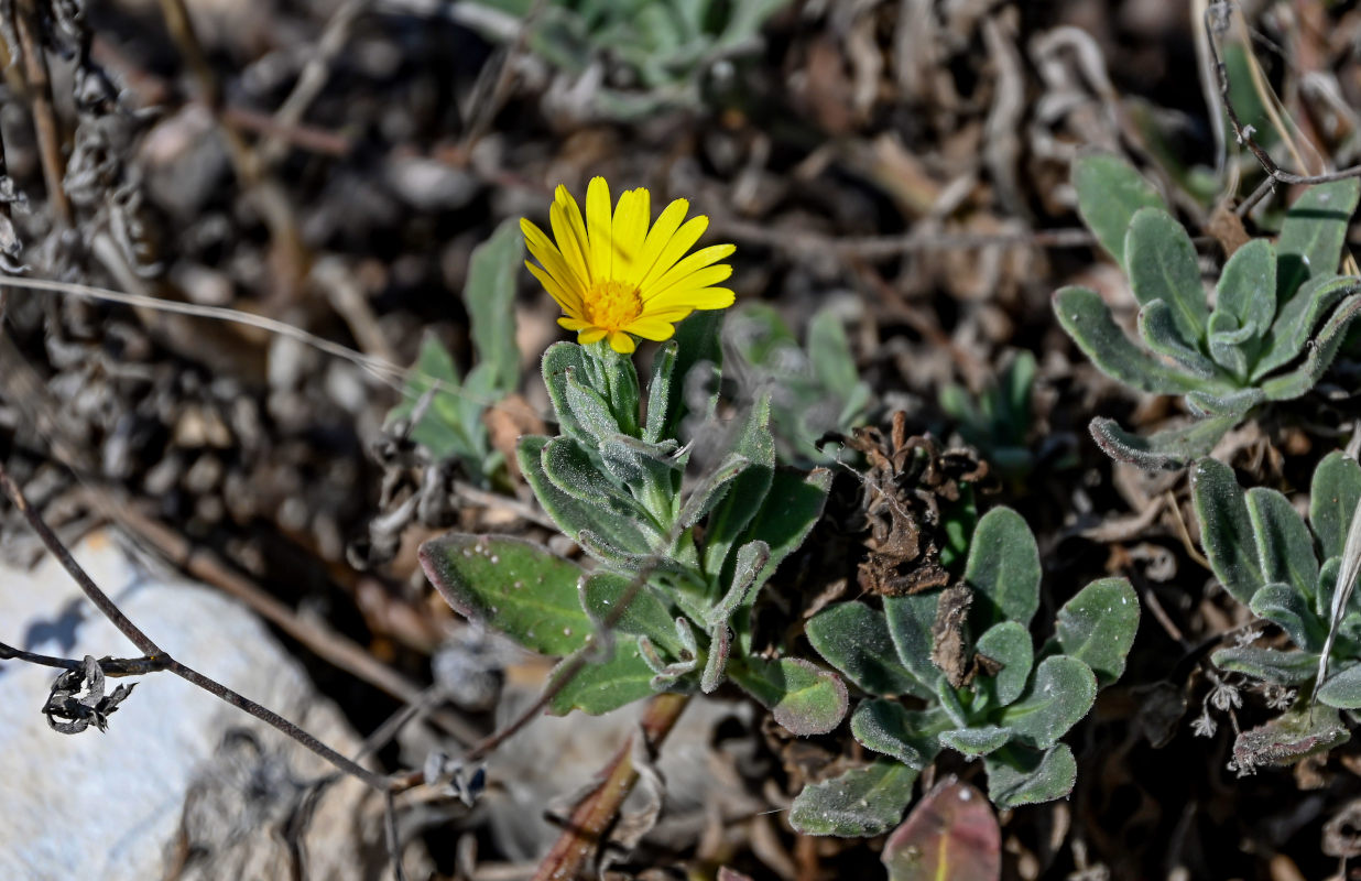 Image of genus Calendula specimen.