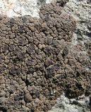 Acarospora irregularis. Часть таллома с апотециями на граните. Казахстан, Туркестанская обл., Толебийский р-н, Зап. Тянь-Шань, Сайрам-Угамский нац. парк; выс. 1766 м н.у.м., дол. р. Кыржалсай, левое русло, правый берег, высокая пойма, скопление валунов и крупных глыб. 26.04.2026.