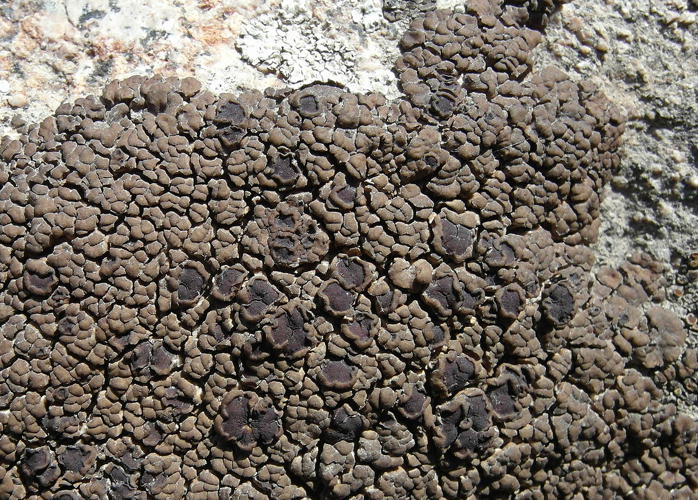 Изображение особи Acarospora irregularis.