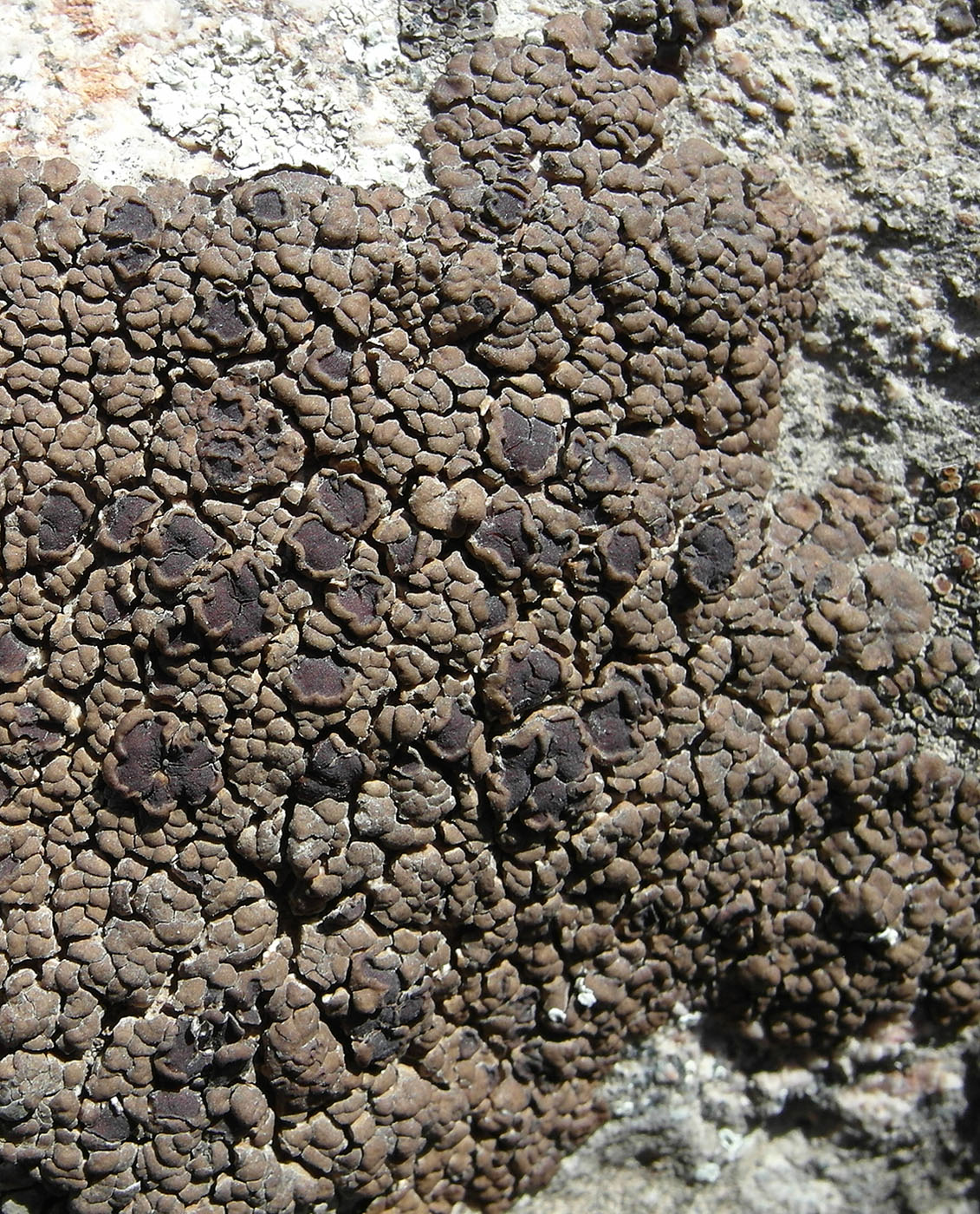 Image of Acarospora irregularis specimen.