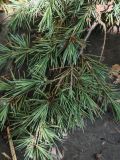 Cedrus deodara. Часть ветви. На хвои тополиный пух. Волгоград, Волгоградский региональный ботанический сад. 23.05.2026.