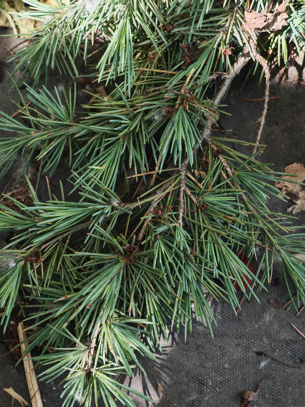 Изображение особи Cedrus deodara.