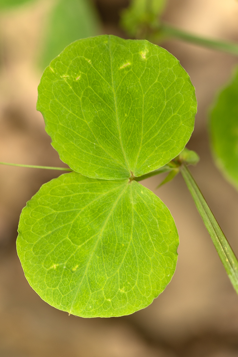Image of genus Lathyrus specimen.