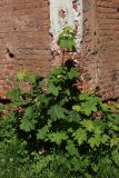 Acer platanoides. Молодое растение. С.-Петербург, Петергоф, Луговой парк, развалины Розового павильона. 07.06.2026.