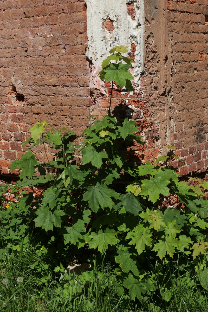 Image of Acer platanoides specimen.