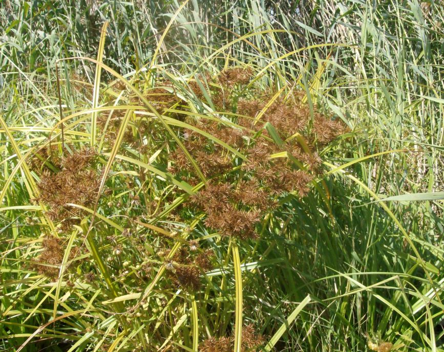 Image of Torulinium caucasicum specimen.