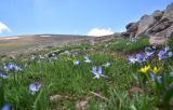 Scilla rosenii. Цветущие растения. Грузия, край Самцхе-Джавахети, Ниноцминдский муниципалитет, окр. с. Гандзани, юго-восточный склон горы Патара-Абули, выс. ок. 2400 м н.у.м., недольшой луг. 7 июня 2026 г.