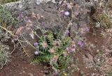 Galactites tomentosus