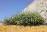 Ephedra distachya