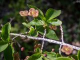 Euonymus verrucosus. Часть цветущей веточки. Крым, окр. пос. Новый Свет, северный склон горы Сокол (Куш-Кая), дубово-грабовый лес. 05.05.2025.