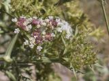 Echinophora spinosa. Часть соцветия с увядающими цветками и формирующимися плодами. Испания, Каталония, пров. Жирона, комарка Баш Эмпорда, муниципалитет Тороэлья-де-Монгри, пляж Фонольера (la Fonollera), переходная зона между маршевым лугом и формирующейся дюной. 11.09.2026.