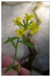 Erysimum cheiranthoides