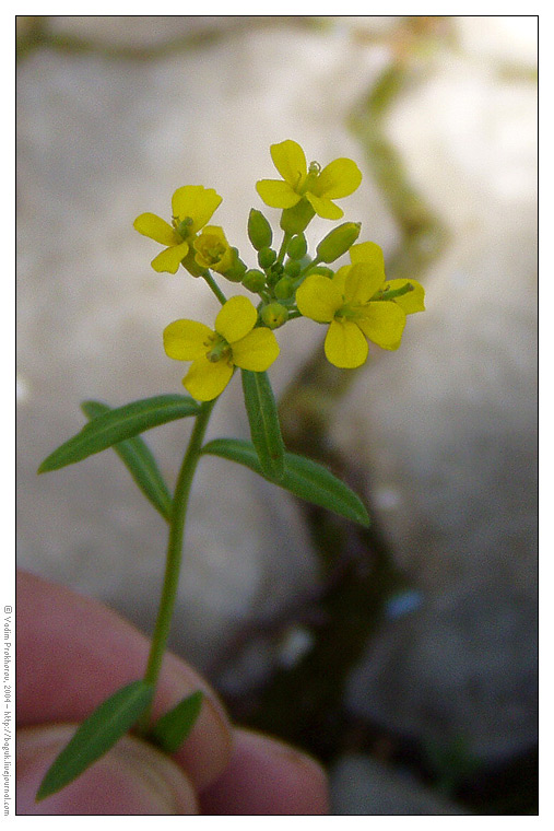 Изображение особи Erysimum cheiranthoides.