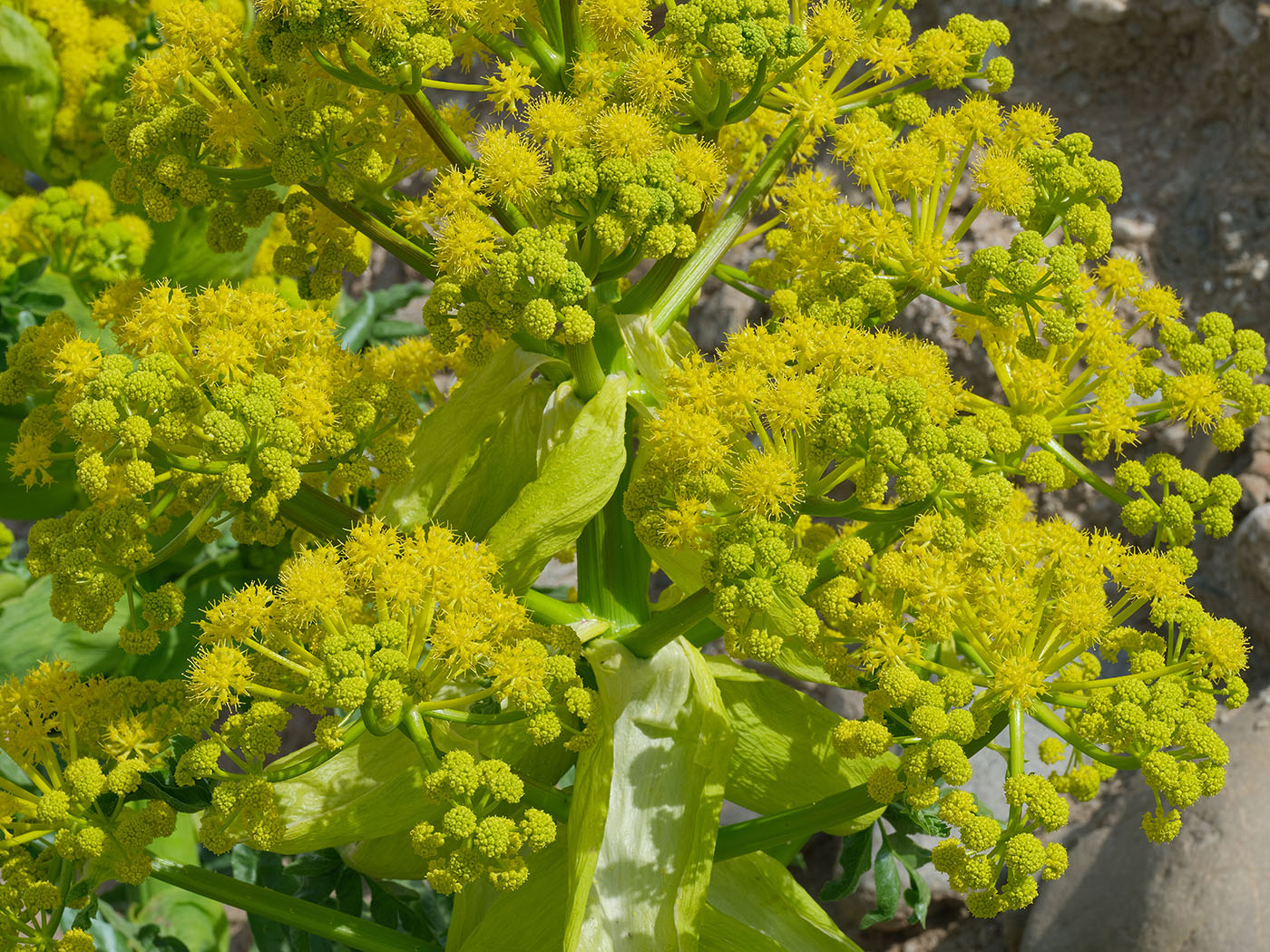 Image of Ferula foetidissima specimen.