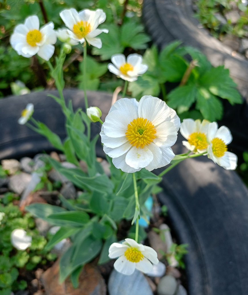 Изображение особи Ranunculus amplexicaulis.