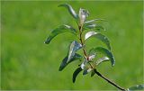 Elaeagnus commutata. Побег с охотящимся пауком. Московская обл., Раменский р-н, окр. дер. Хрипань, садовый участок. 13.06.2026.