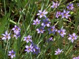 Sisyrinchium septentrionale