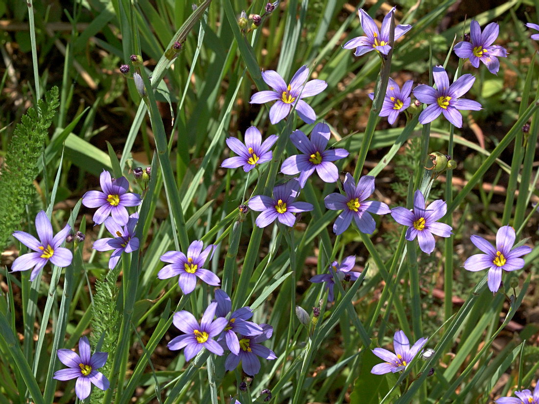 Image of Sisyrinchium septentrionale specimen.