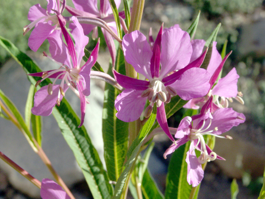 Image of Chamaenerion angustifolium specimen.