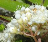 Sorbus aucuparia subspecies glabrata