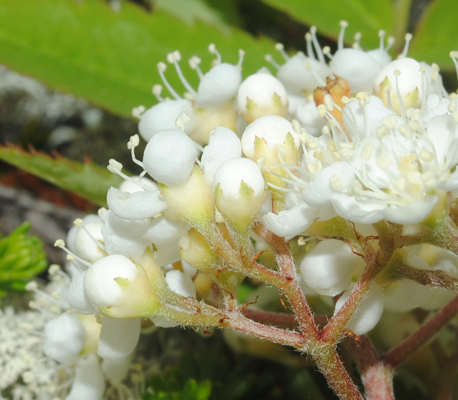 Image of Sorbus aucuparia ssp. glabrata specimen.