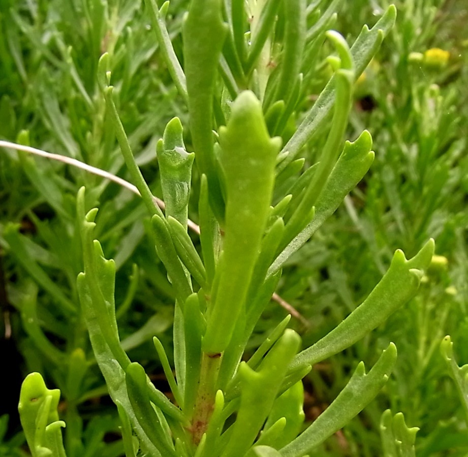 Image of Limbarda crithmoides specimen.