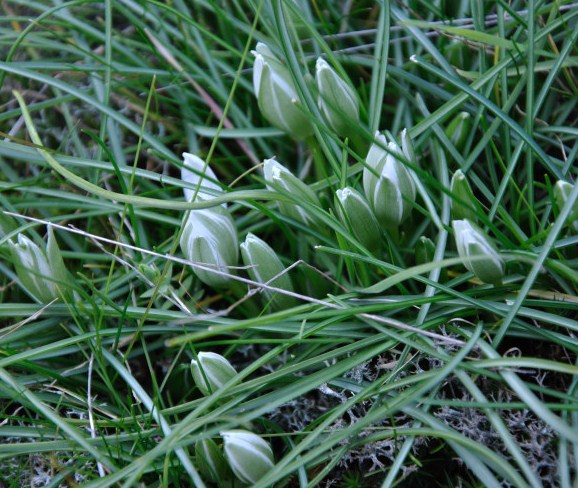 Изображение особи род Ornithogalum.