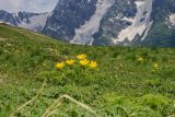 Pulsatilla aurea. Цветущее растение. Республика Карачаево-Черкесия, Домбай, гора Мусса-Ачитара, 2800 м н.у.м. 04.07.2011.