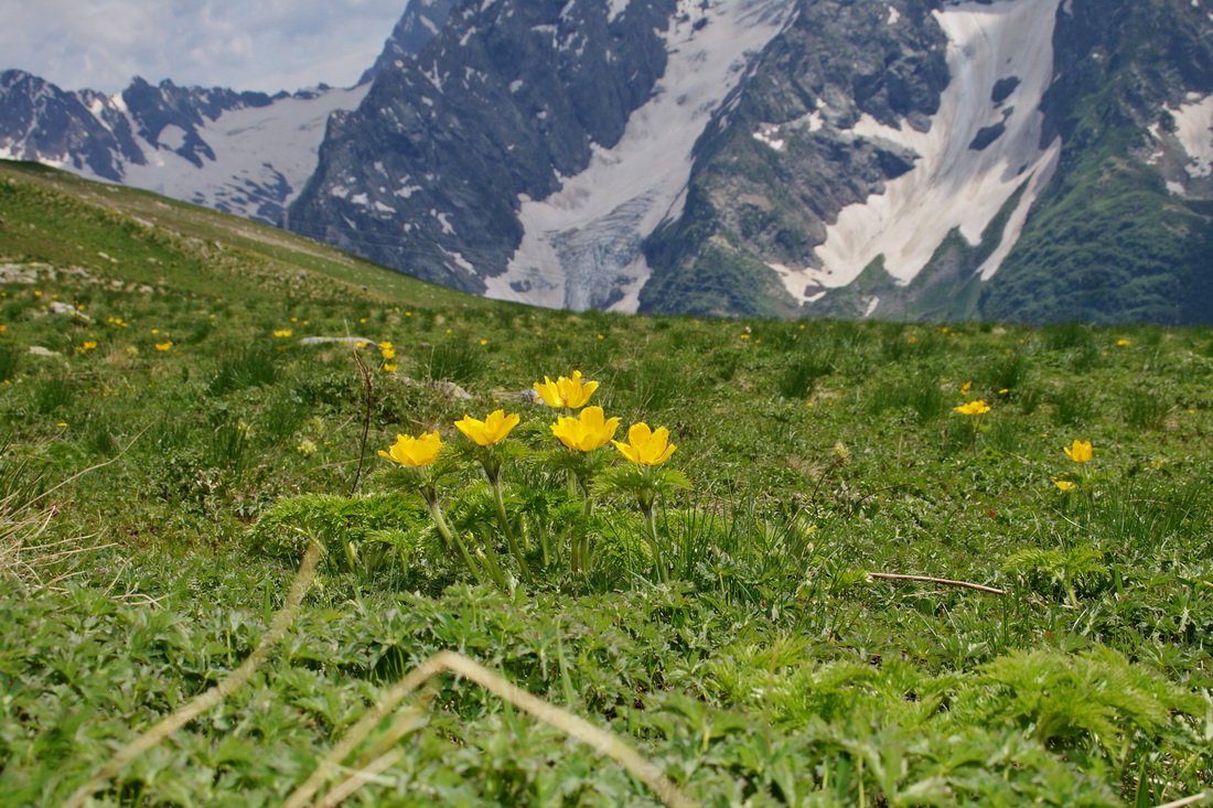 Изображение особи Pulsatilla aurea.