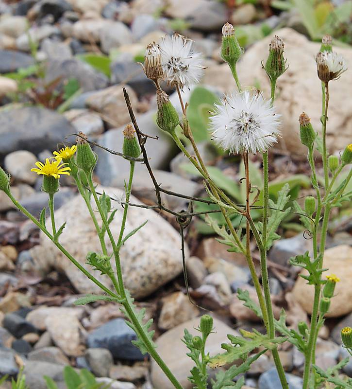 Image of Senecio viscosus specimen.