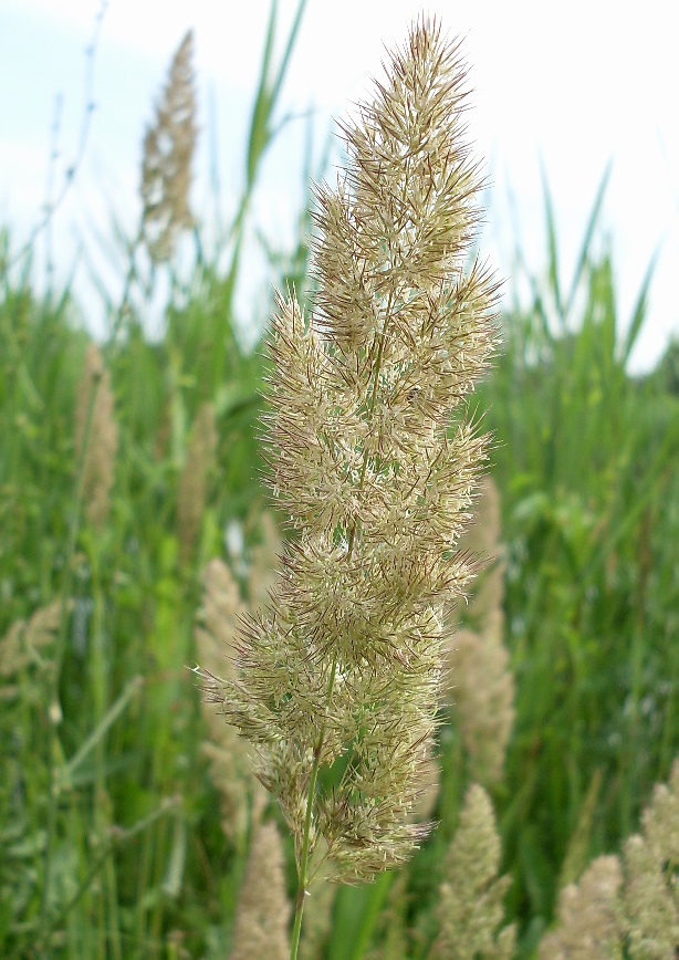 Изображение особи род Calamagrostis.