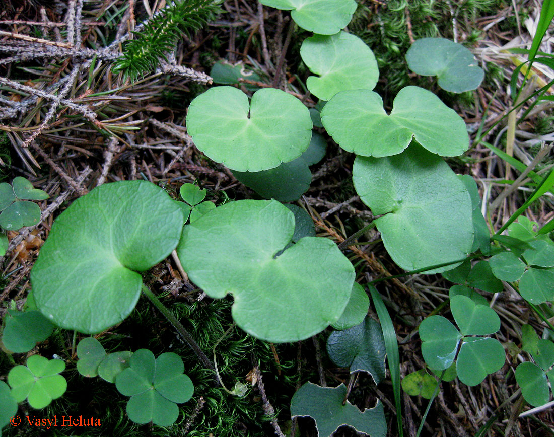 Image of Soldanella montana specimen.