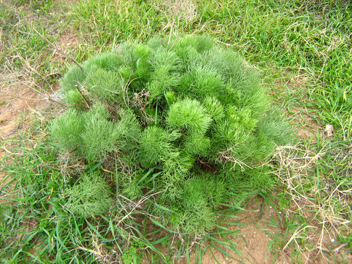 Image of Bilacunaria boissieri specimen.