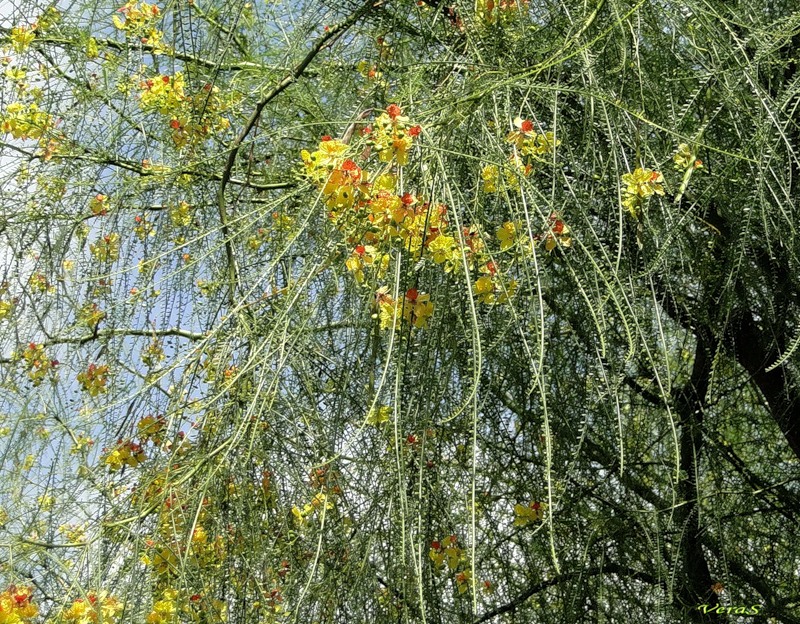 Изображение особи Parkinsonia aculeata.