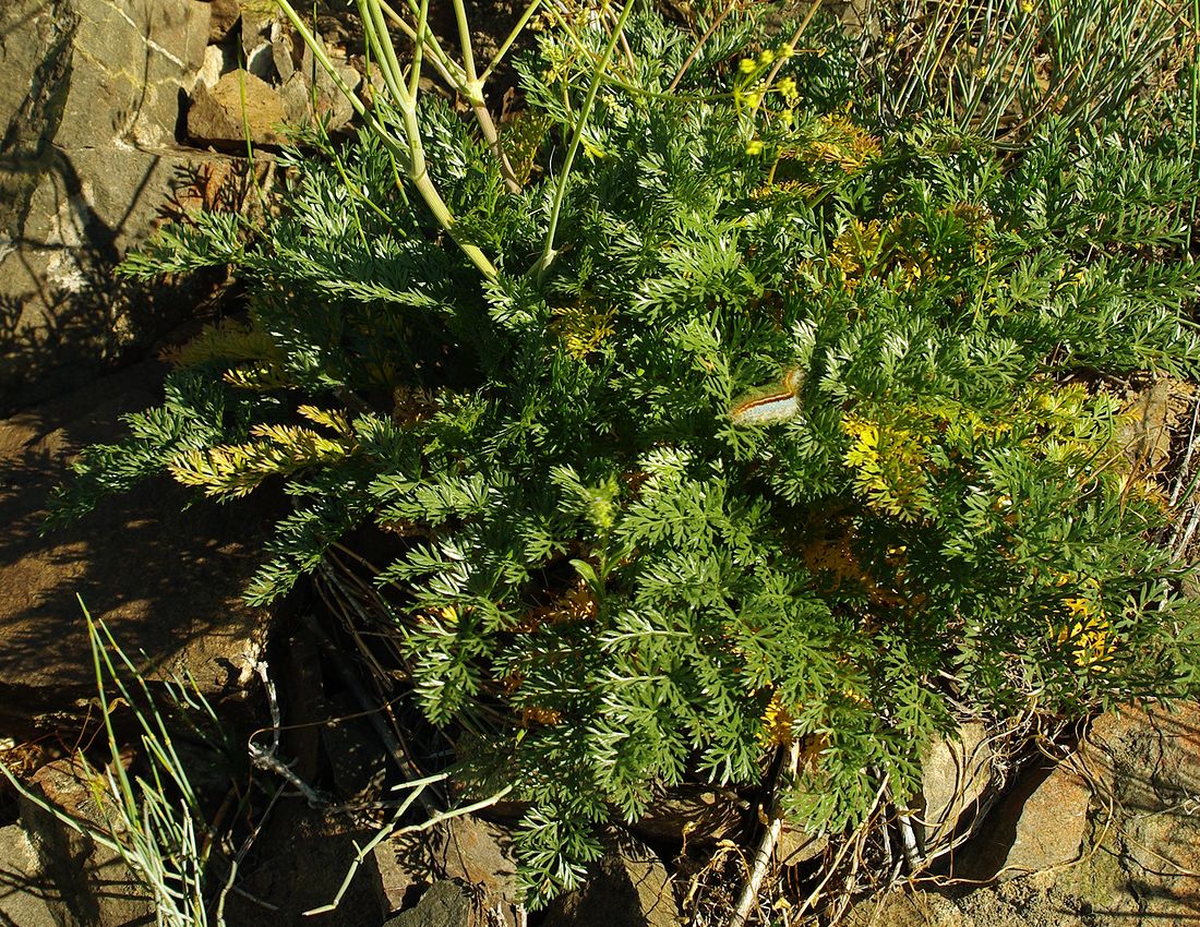 Image of genus Prangos specimen.
