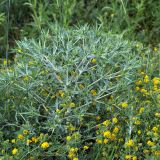 Eryngium campestre