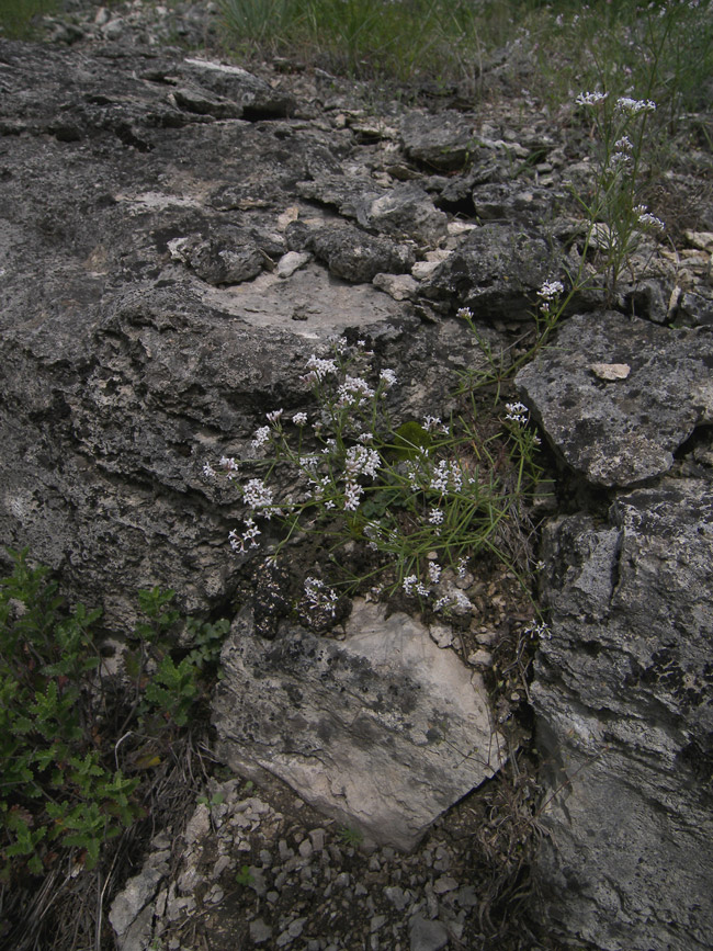 Image of Asperula biebersteinii specimen.